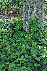 Baltic Ivy (Hedera helix 'Baltica') at Lakeshore Garden Centres