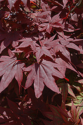 Oshio Beni Japanese Maple (Acer palmatum 'Oshio Beni') at A Very Successful Garden Center