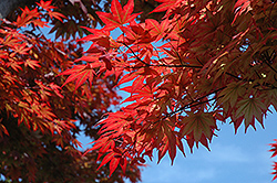 Oshio Beni Japanese Maple (Acer palmatum 'Oshio Beni') at Stonegate Gardens