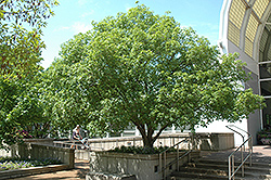 Purpleblow Maple (Acer truncatum) at Lakeshore Garden Centres