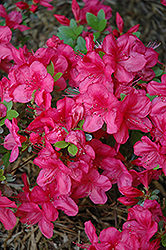 Mother's Day Azalea (Rhododendron 'Mother's Day') at Lakeshore Garden Centres
