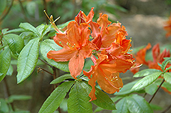 Hotspur Orange Azalea (Rhododendron 'Hotspur Orange') at Lakeshore Garden Centres
