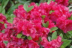 Nico Azalea (Rhododendron 'Nico') at A Very Successful Garden Center