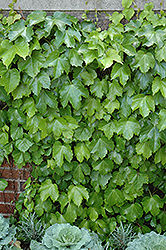 Veitch Boston Ivy (Parthenocissus tricuspidata 'Veitchii') at Stonegate Gardens