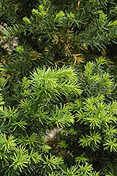 Hicks Yew (Taxus x media 'Hicksii') at A Very Successful Garden Center