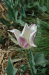 La Courtine Tulip (Tulipa 'La Courtine') at A Very Successful Garden Center