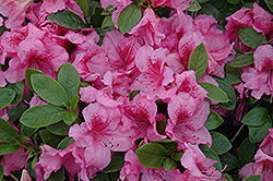 Hoosier Rose Azalea (Rhododendron 'Hoosier Rose') at A Very Successful Garden Center