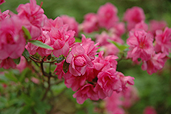 Kimberly's Double Pink Azalea (Rhododendron 'Kimberly's Double Pink') at A Very Successful Garden Center