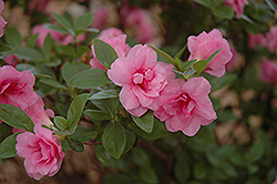 Rosebud Azalea (Rhododendron 'Rosebud') at A Very Successful Garden Center