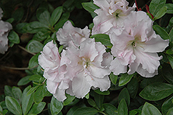 Susan Camille Azalea (Rhododendron 'Susan Camille') at A Very Successful Garden Center
