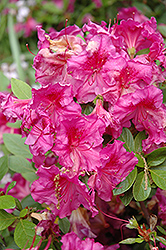 George Hyatt Azalea (Rhododendron 'George Hyatt') at A Very Successful Garden Center