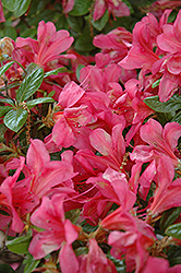 Scarlet Frost Azalea (Rhododendron 'Scarlet Frost') at A Very Successful Garden Center