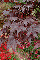 Bloodgood Japanese Maple (Acer palmatum 'Bloodgood') at A Very Successful Garden Center