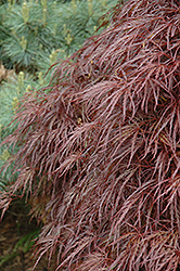Red Select Cutleaf Japanese Maple (Acer palmatum 'Dissectum Red Select') at Lakeshore Garden Centres