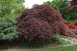 Red Select Cutleaf Japanese Maple (Acer palmatum 'Dissectum Red Select') at A Very Successful Garden Center