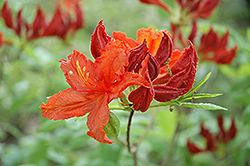 Darkie Azalea (Rhododendron 'Darkie') at A Very Successful Garden Center