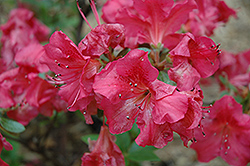 Chiara Azalea (Rhododendron 'Chiara') at A Very Successful Garden Center