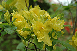 Umpqua Queen Azalea (Rhododendron 'Umpqua Queen') at A Very Successful Garden Center