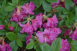 Concho Azalea (Rhododendron 'Concho') at A Very Successful Garden Center
