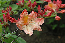 Kathleen Azalea (Rhododendron 'Kathleen') at A Very Successful Garden Center