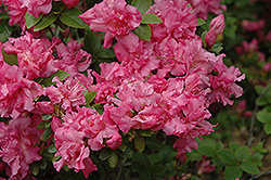 Mrs. Henry Schroeder Rhododendron (Rhododendron 'Mrs. Henry Schroeder') at A Very Successful Garden Center