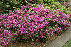 Schroeder's Lavender Rose Azalea (Rhododendron 'Schroeder's Lavender Rose') at A Very Successful Garden Center
