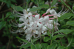 Nacoochee Azalea (Rhododendron 'Nacoochee') at A Very Successful Garden Center