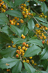 Yellow-Fruited American Holly (Ilex opaca 'Xanthocarpa') at Stonegate Gardens