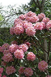 Scintillation Rhododendron (Rhododendron 'Scintillation') at Stonegate Gardens