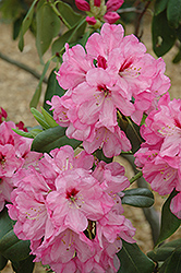 Madrid Rhododendron (Rhododendron 'Madrid') at A Very Successful Garden Center