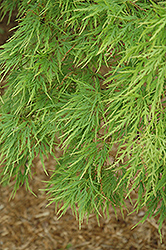 Cutleaf Japanese Maple (Acer palmatum 'Dissectum') at A Very Successful Garden Center