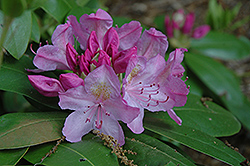 Roseum Superbum Rhododendron (Rhododendron catawbiense 'Roseum Superbum') at A Very Successful Garden Center