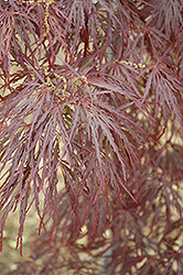 Garnet Cutleaf Japanese Maple (Acer palmatum 'Garnet') at A Very Successful Garden Center