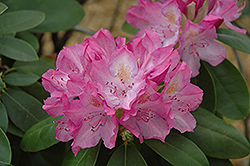 English Roseum Rhododendron (Rhododendron catawbiense 'English Roseum') at Stonegate Gardens