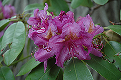 Lee's Dark Purple Rhododendron (Rhododendron catawbiense 'Lee's Dark Purple') at A Very Successful Garden Center