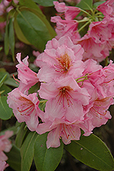 Brown Eyes Rhododendron (Rhododendron 'Brown Eyes') at A Very Successful Garden Center
