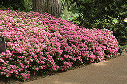 Mrs. Henry Schroeder Rhododendron (Rhododendron 'Mrs. Henry Schroeder') at Stonegate Gardens