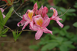Fanny Azalea (Rhododendron 'Fanny') at Stonegate Gardens