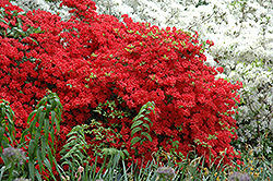 Stewartstonian Azalea (Rhododendron 'Stewartstonian') at A Very Successful Garden Center