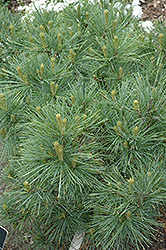 Blue Shag White Pine (Pinus strobus 'Blue Shag') at A Very Successful Garden Center