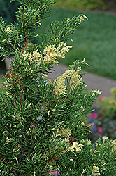 Kaizuka Variegated Juniper (Juniperus chinensis 'Kaizuka Variegated') at Stonegate Gardens