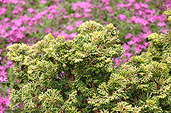 Verdon Dwarf Hinoki Falsecypress (Chamaecyparis obtusa 'Verdoni') at Stonegate Gardens