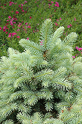 Walnut Glen Blue Spruce (Picea pungens 'Walnut Glen') at A Very Successful Garden Center