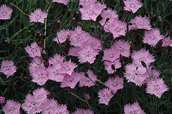 Bath's Pink Pinks (Dianthus 'Bath's Pink') at A Very Successful Garden Center