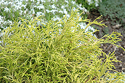 Kost's Yellow Falsecypress (Chamaecyparis pisifera 'Kost Yellow') at A Very Successful Garden Center
