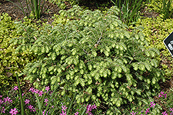 Moon Frost Hemlock (Tsuga canadensis 'Moon Frost') at Stonegate Gardens