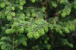 Curly Hemlock (Tsuga canadensis 'Curly') at A Very Successful Garden Center