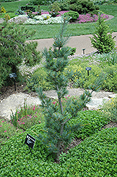 Blue Wave Japanese White Pine (Pinus parviflora 'Blue Wave') at A Very Successful Garden Center