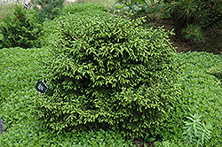 Nigra Compacta Oriental Spruce (Picea orientalis 'Nigra Compacta') at Lakeshore Garden Centres