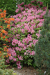 Brown Eyes Rhododendron (Rhododendron 'Brown Eyes') at A Very Successful Garden Center